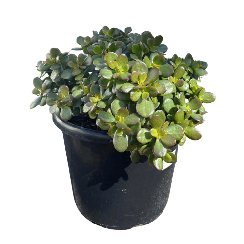 Crassula ovata Minima 27cm
