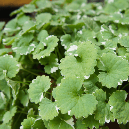 Glechoma Creeping Charlie 14cm