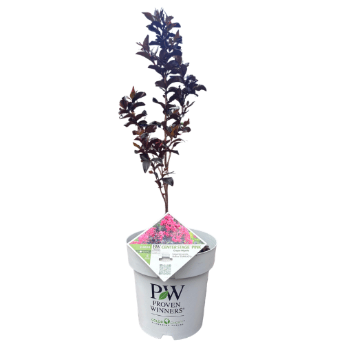 Lagerstroemia Crepe Myrtle 'Center Stage Pink' 20cm