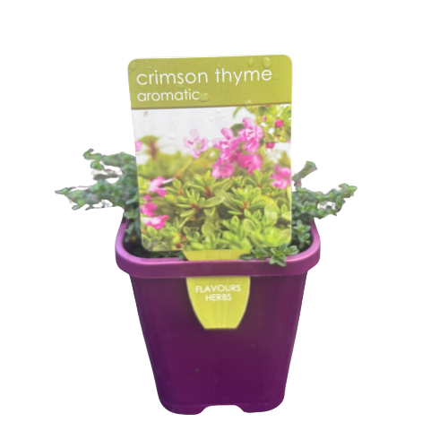 Thyme Prostrate Crimson 10cm