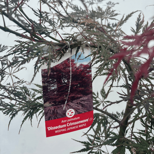 Acer palmatum dissectum 'Crimson Wave' 30cm