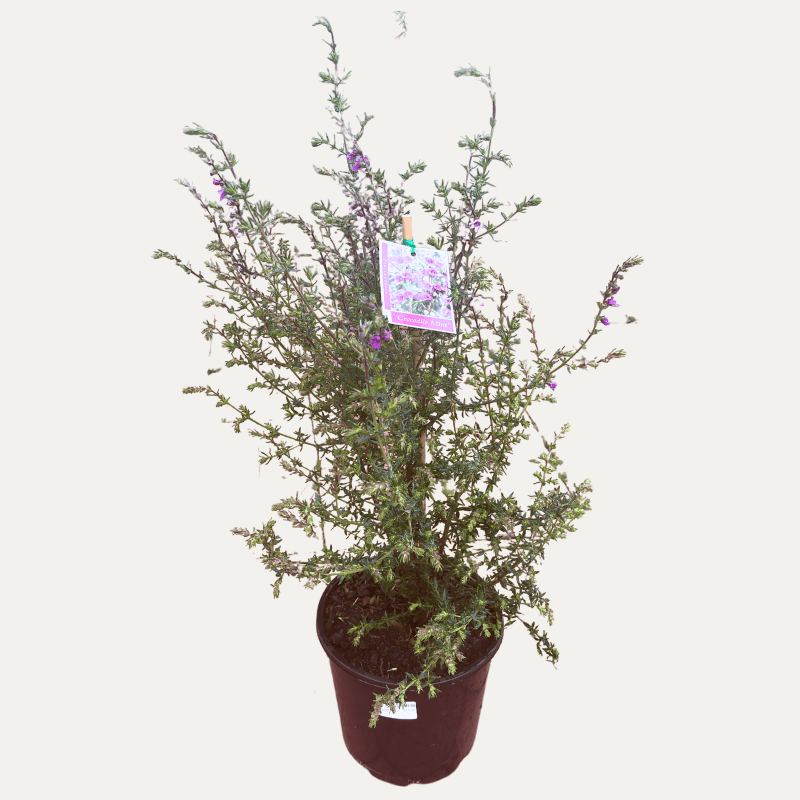 Prostanthera crocodyloides 'Crocodile Mint' 20cm