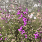 Prostanthera crocodyloides 'Crocodile Mint' 20cm