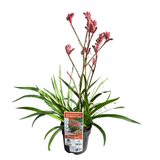 Kangaroo Paw 'Bush Crystal' 14cm