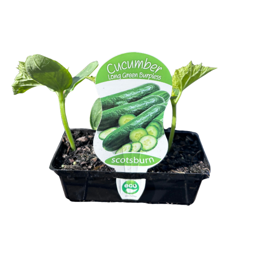 Cucumber Long Green Burpless