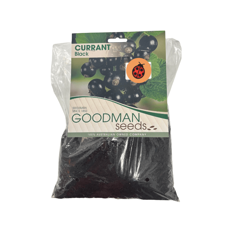 Blackcurrant Pre-Pack