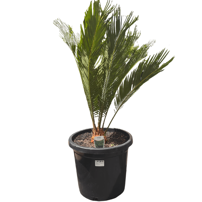 Cycas revoluta_30cm