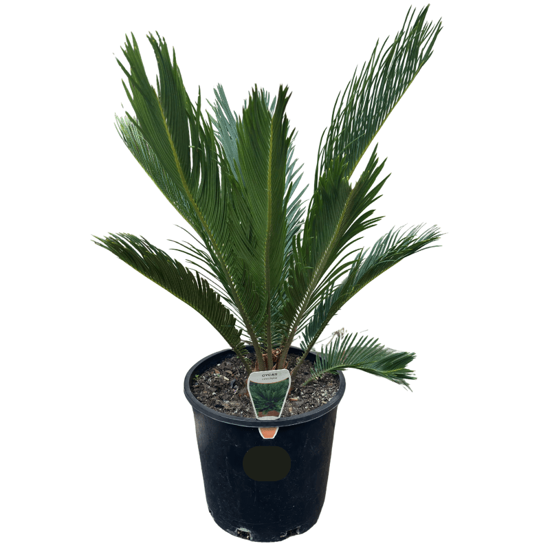 Cycas revoluta 20cm