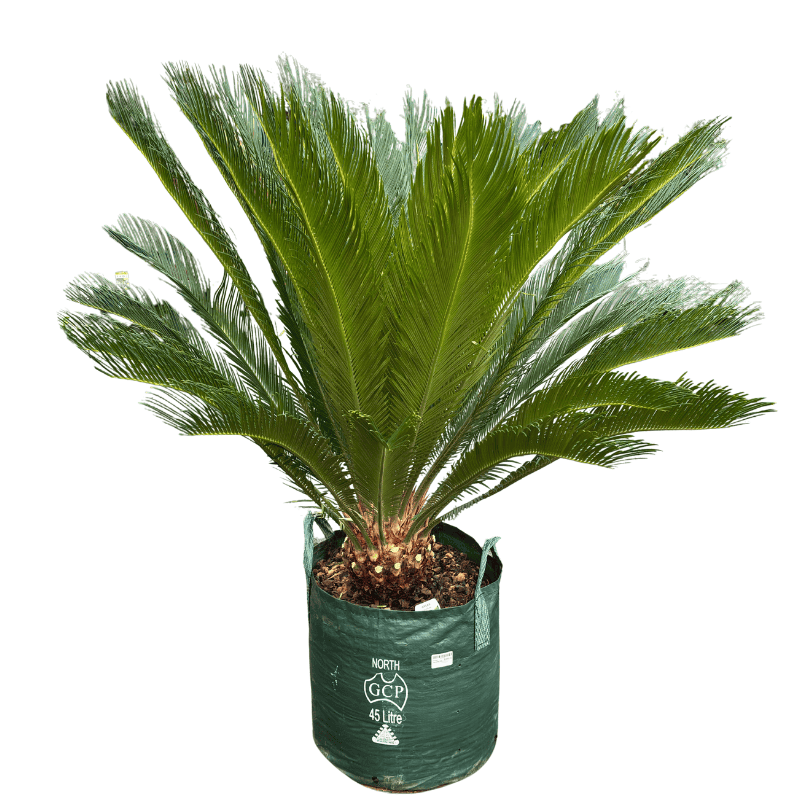 Cycas revoluta 45L