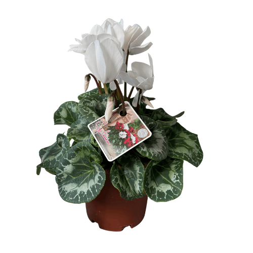 Cyclamen Assorted 14cm