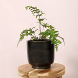 Black Shell Planter Large