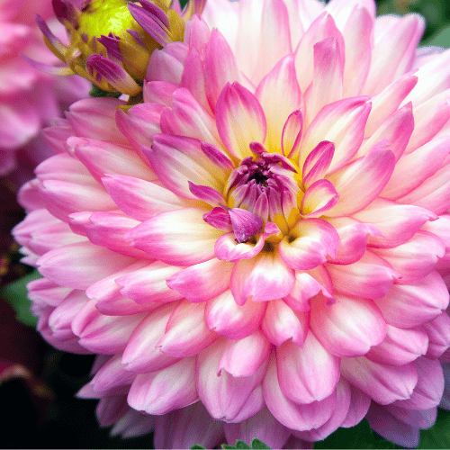 Dahlia Sincerity Rose 20cm