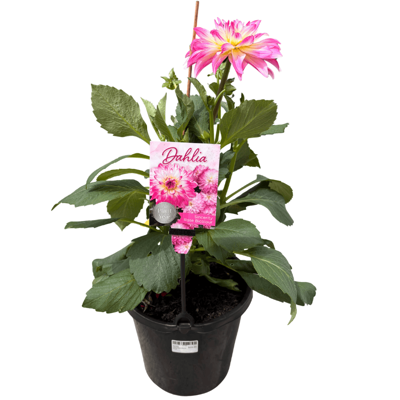 Dahlia Assorted_20cm