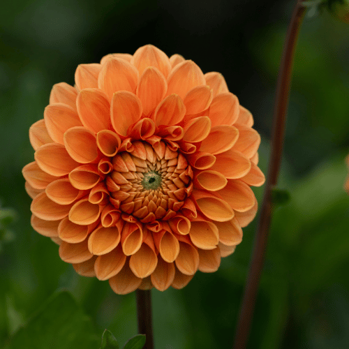 Dahlia Lubega XL Orange 20cm