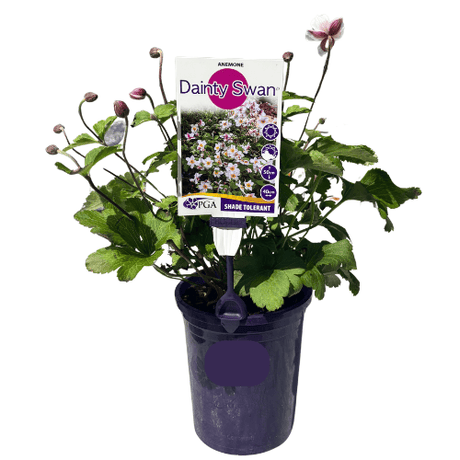 Anemone Dainty Swan 14cm