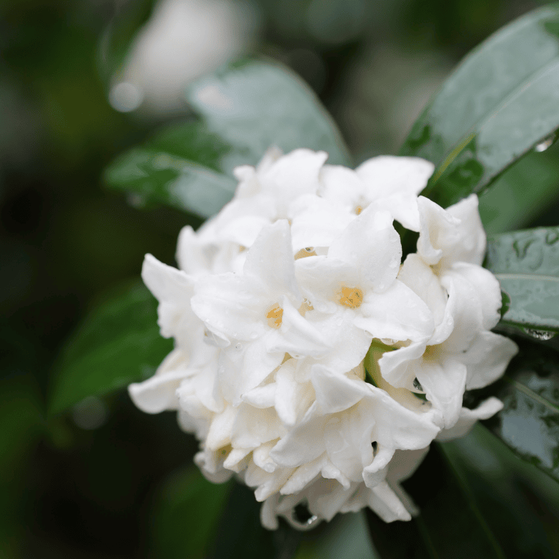 Daphne odora alba 20cm