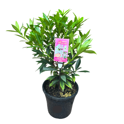 Daphne Perfume Princess 25cm