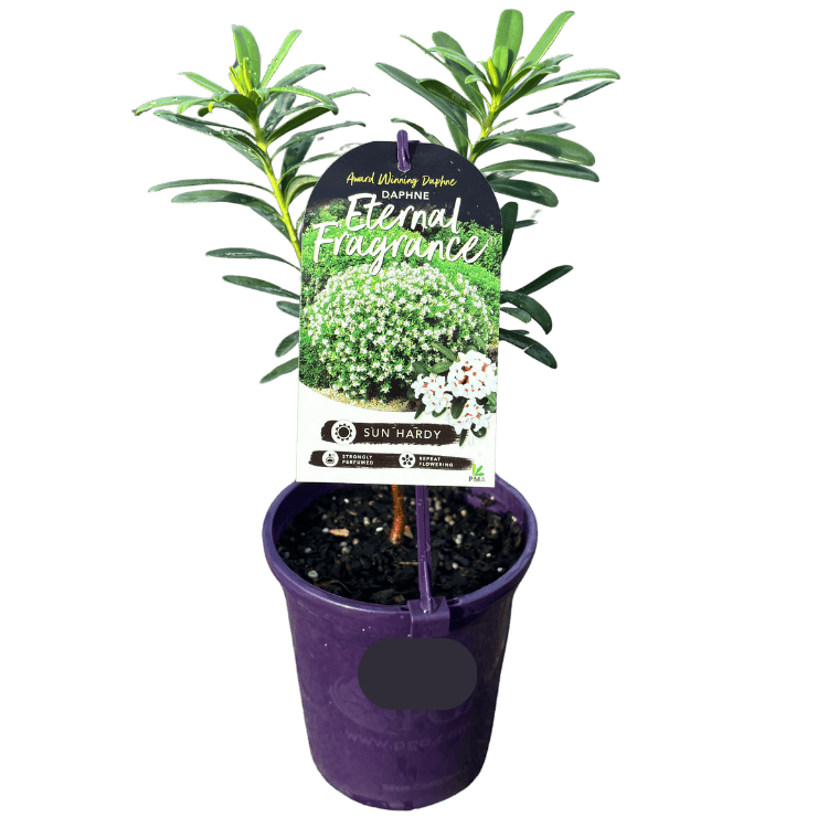 Daphne Eternal Fragrance 14cm