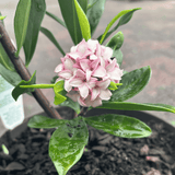 Daphne odora Assorted 18cm