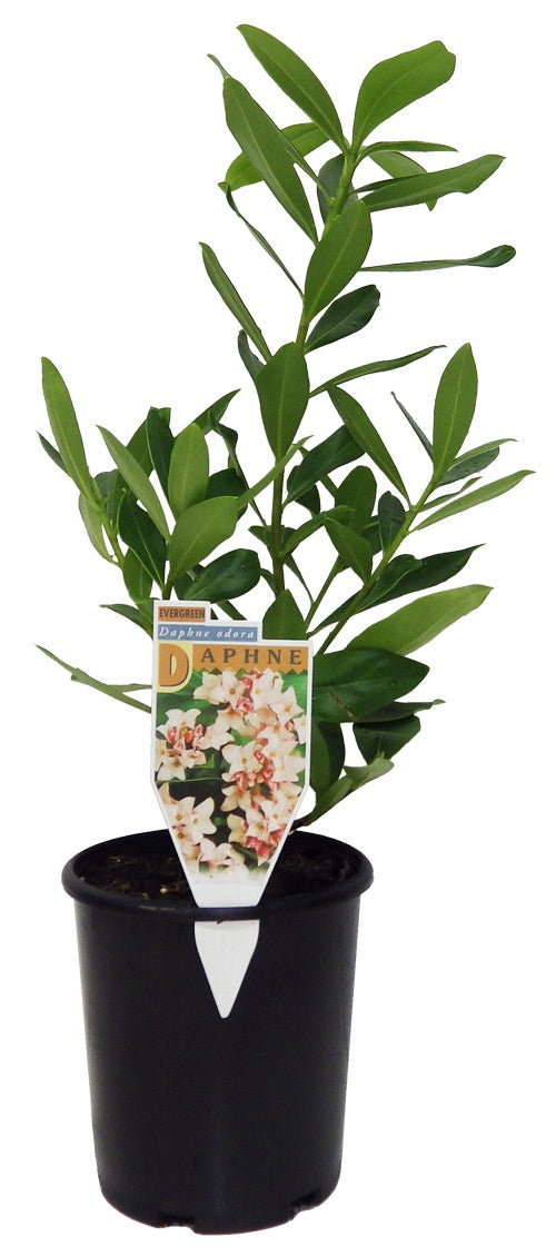 Daphne odora 14cm