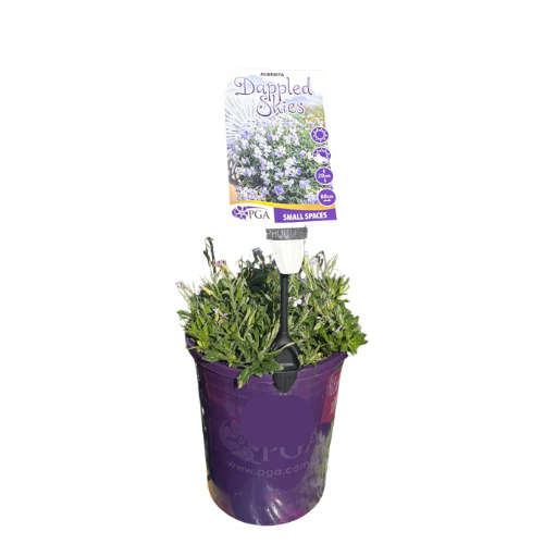 Aubrieta Dappled Skies 14cm