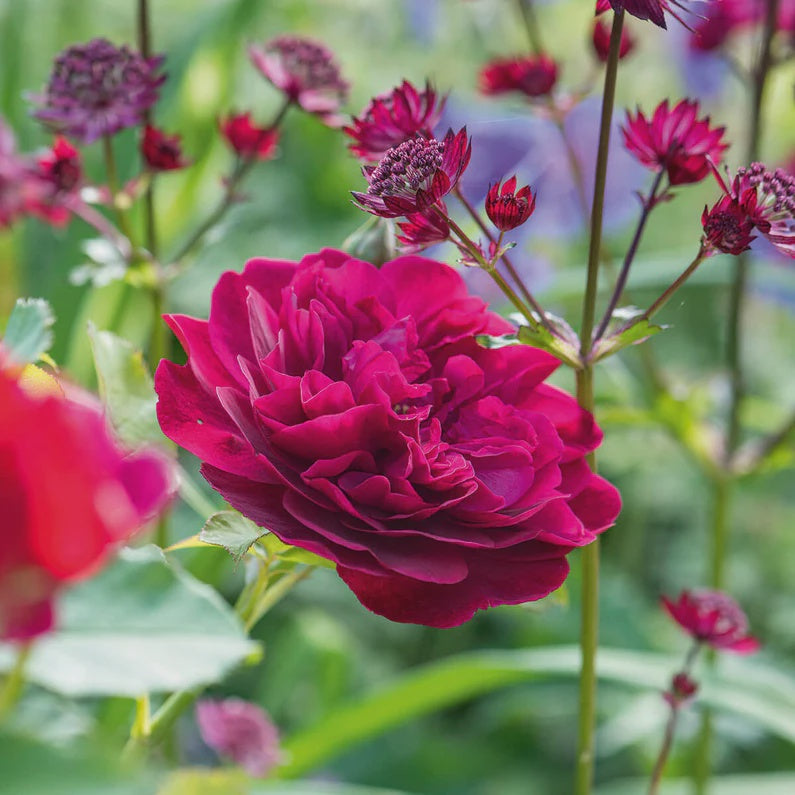 Rose Darcey Bussell 3ft Standard 25cm