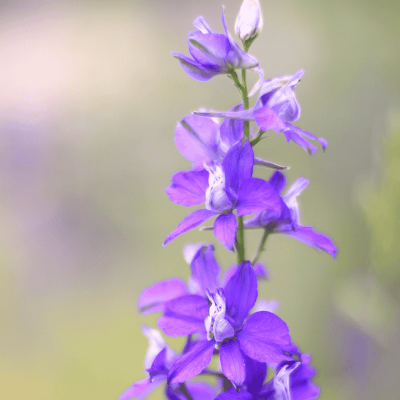 Delphinium Delgenius Glitzy 20cm