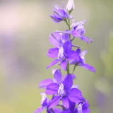 Delphinium Delgenius Glitzy 20cm