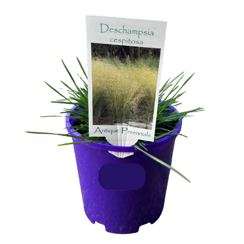 Deschampsia cespitosa 14cm