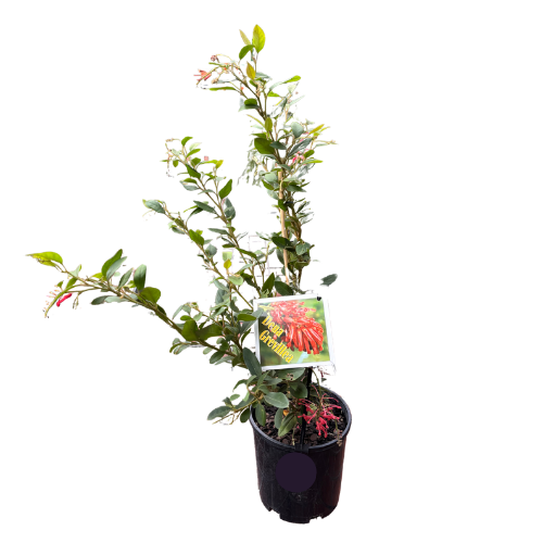 Grevillea rhyolitica Deua 14cm