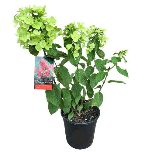 Hydrangea Diamond Rouge 20cm