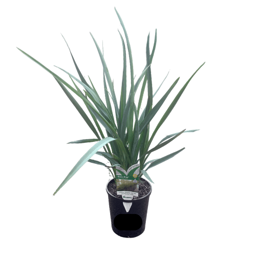 Dianella caerulea Cassa Blue 14cm
