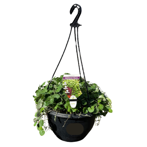 Dichondra 'Emerald Falls' 27cm Basket
