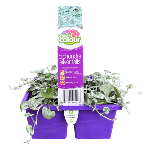 Dichondra Silver Falls