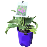 Digitalis Thapsi 14cm