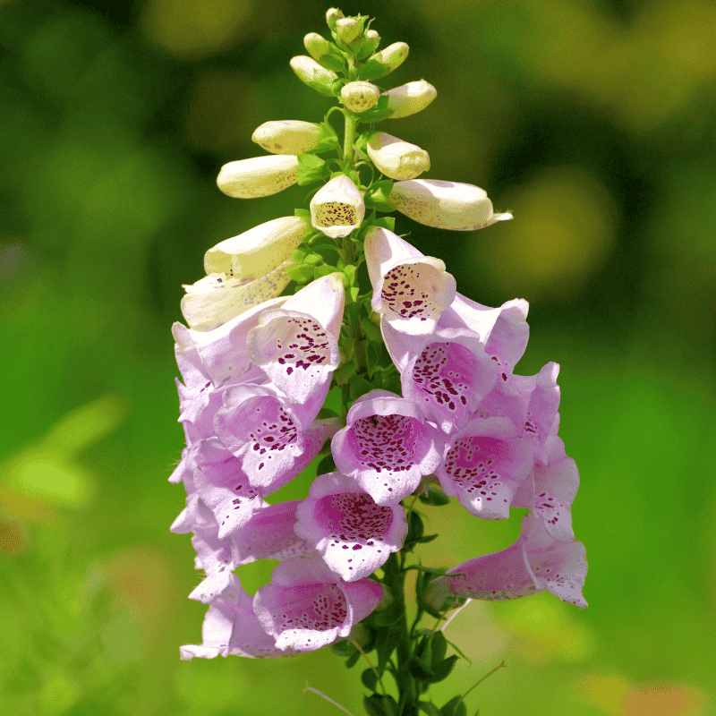 DIGITALIS DALMATION ASSORTED 20CM