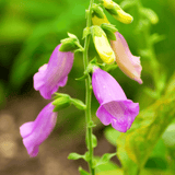 Digitalis Thapsi 14cm