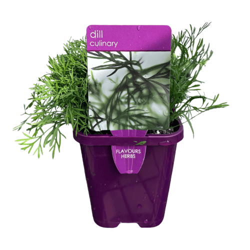 Dill 10cm Pot