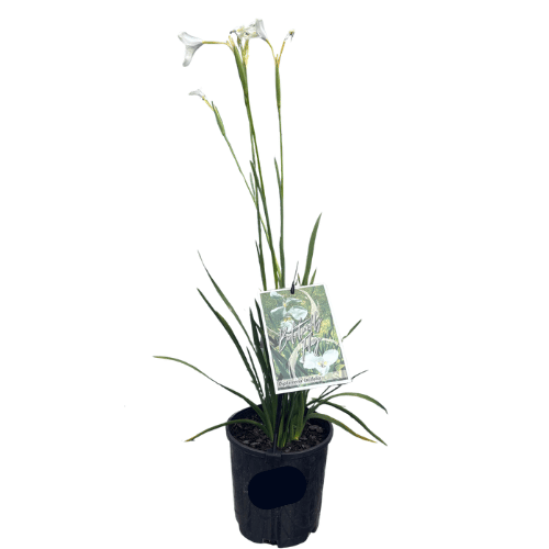 Diplarrena latifolia 14cm