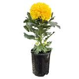 Chrysanthemum Assorted Disbud 14cm