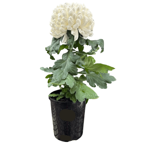Chrysanthemum Assorted Disbud 14cm