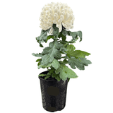 Chrysanthemum Assorted Disbud 14cm