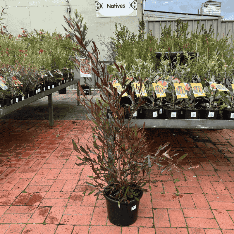 Dodonaea viscosa Purpurea 27cm