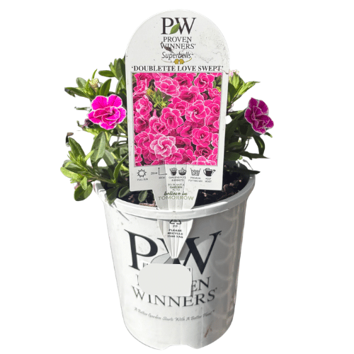 Calibrachoa Superbells Double Love Swept 14cm