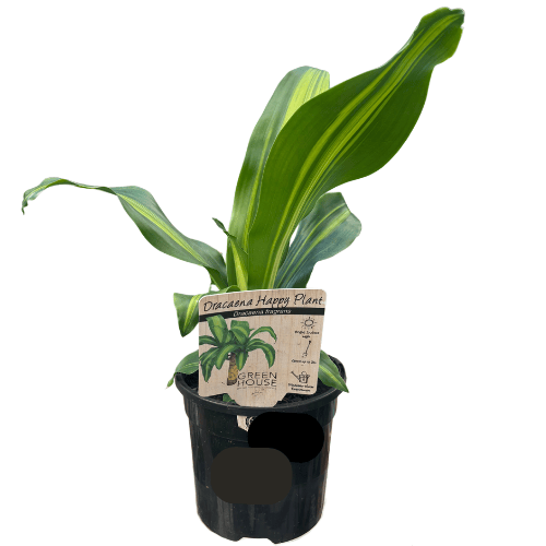 Dracaena fragrans Happy Plant 13cm