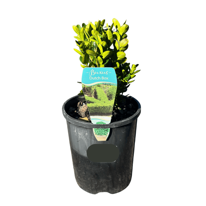 Dutch Box 14cm