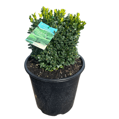 Dutch Box 25cm