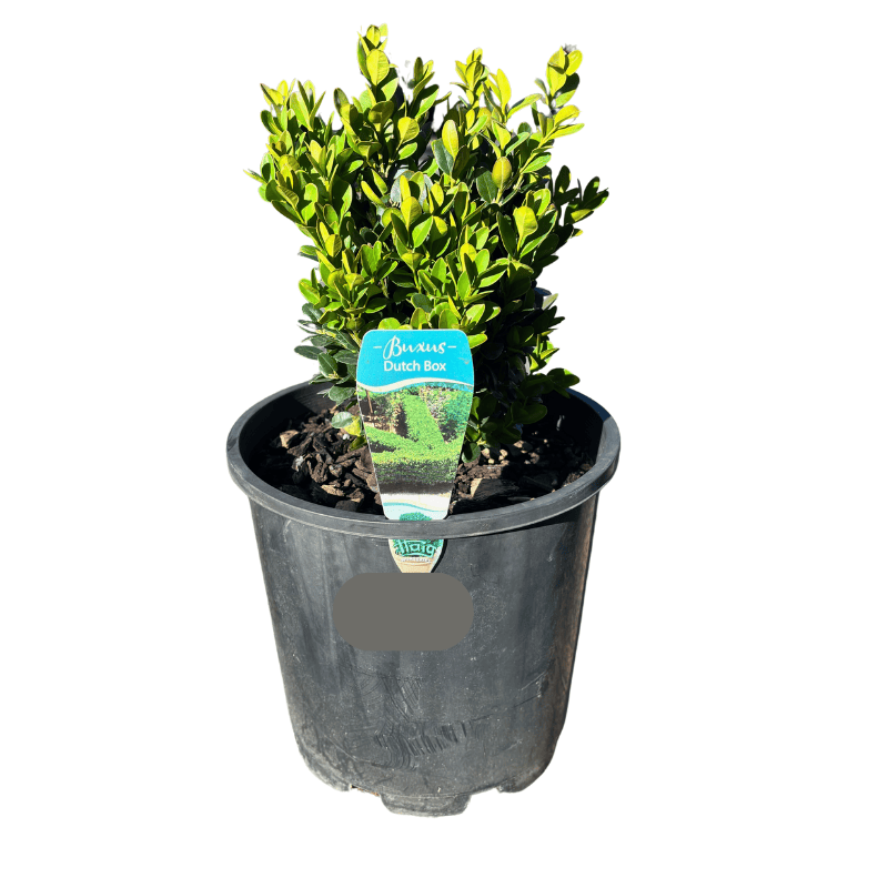 Dutch Box 20cm