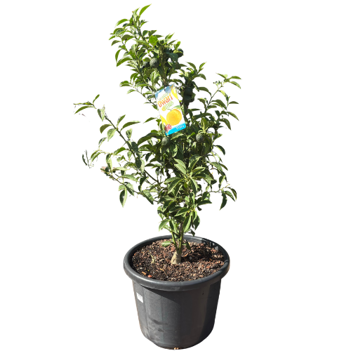 Dwarf Lemon Yuzu 40cm