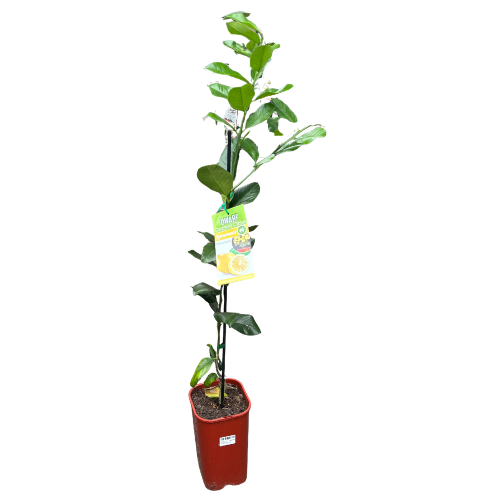Lemon Lemonade Dwarf Grafted 4 litre